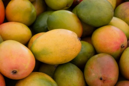 FDA Seizes 60 Crates of Chemically Ripened Raigad Mangoes at Mapusa Yard