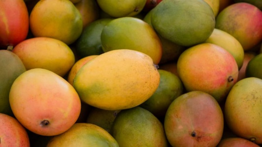 FDA Seizes 60 Crates of Chemically Ripened Raigad Mangoes at Mapusa Yard 1 FDA Seizes 60 Crates of Chemically Ripened Raigad Mangoes at Mapusa Yard