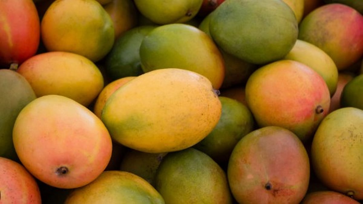 FDA Seizes 60 Crates of Chemically Ripened Raigad Mangoes at Mapusa Yard