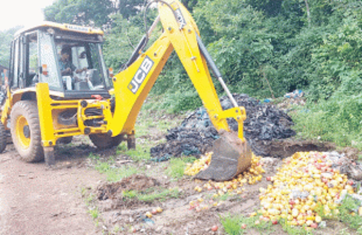 FDA destroys 2500 kgs  of contaminated mangoes