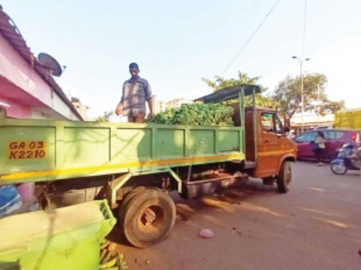 FDA officials raid Mapusa sub-yard, seize  800 kgs of chemically ripened bananas