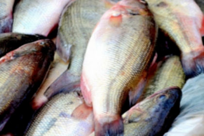 FIRST ENSURE FORMALIN-FREE FISH, THEN REGISTER SELLERS