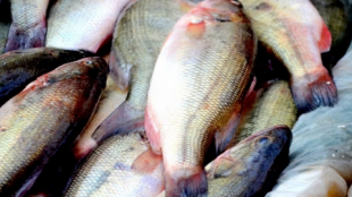 FIRST ENSURE FORMALIN-FREE FISH, THEN REGISTER SELLERS