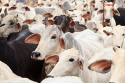 FMD diagnosed   in cattle