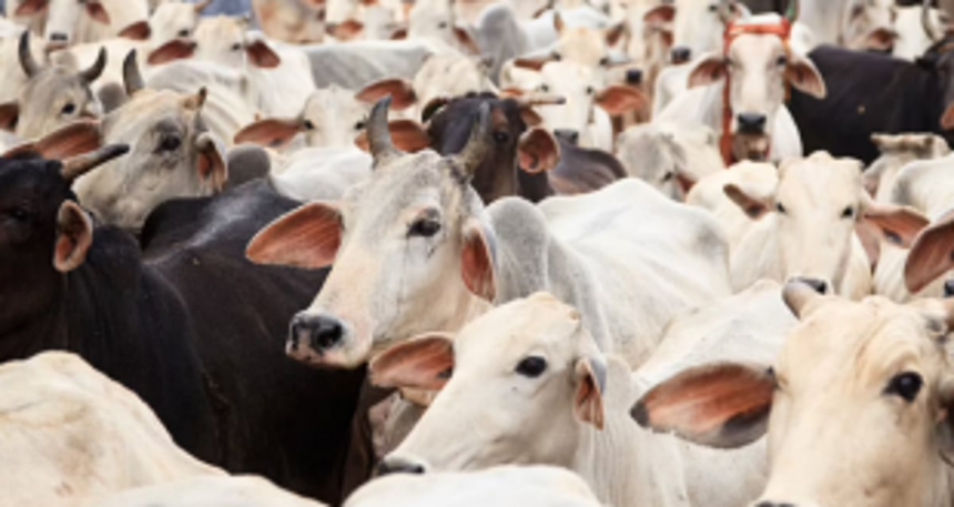FMD diagnosed   in cattle