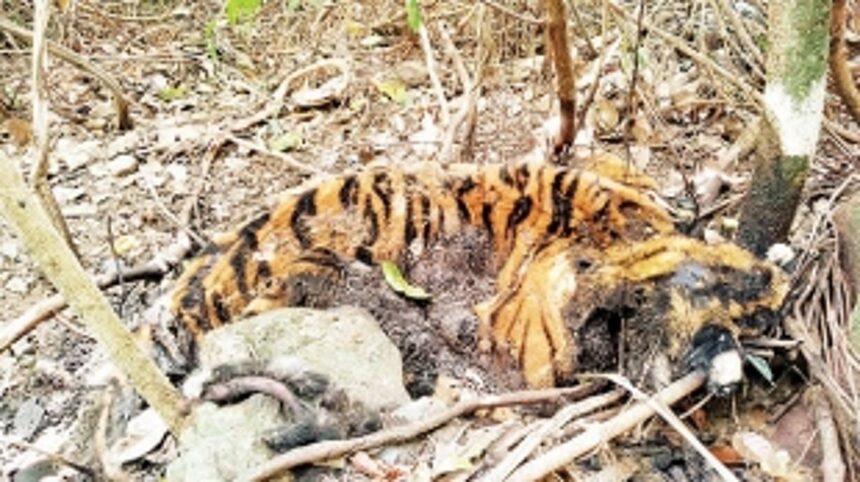 FOUR TIGER DEATHS IN FOUR DAYS 1 FOUR TIGER DEATHS IN FOUR DAYS