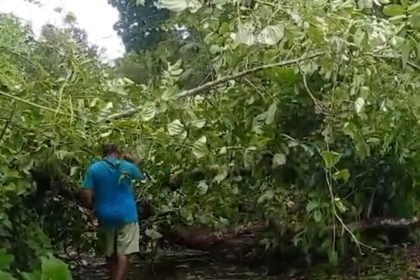 Fallen mango tree, electricity poles in Surla spark safety concerns during strong winds