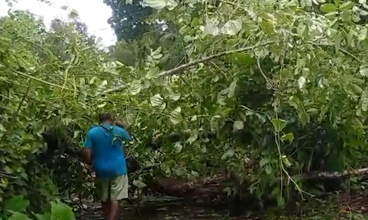 Fallen mango tree, electricity poles in Surla spark safety concerns during strong winds