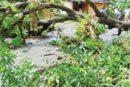 Fallen tree blocks road near Assolna Church