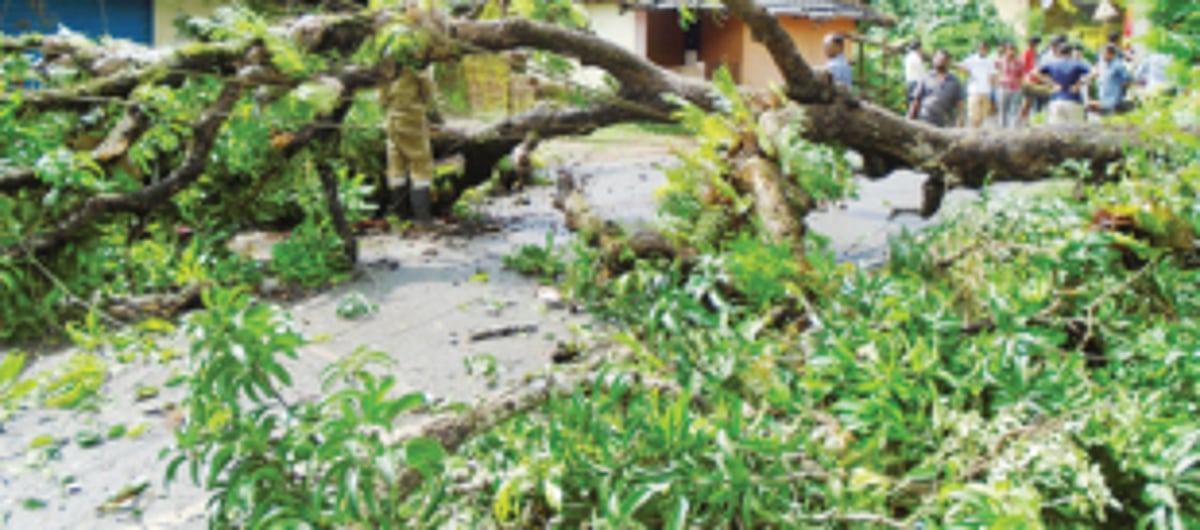 Fallen tree blocks road near Assolna Church