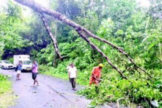 Fallen tree brings traffic to a halt at Sanguem