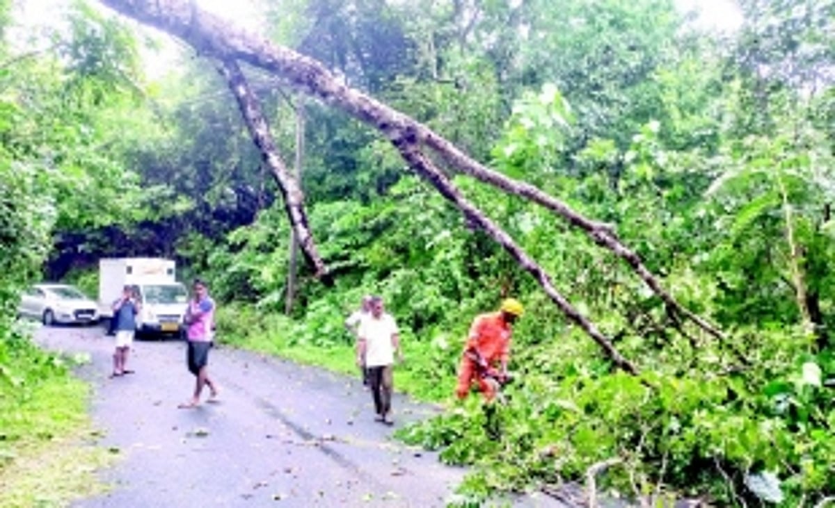 Fallen tree brings traffic to a halt at Sanguem