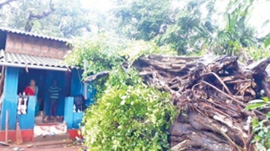 Fallen trees damage houses and electric poles in Ponda, Dharbandora