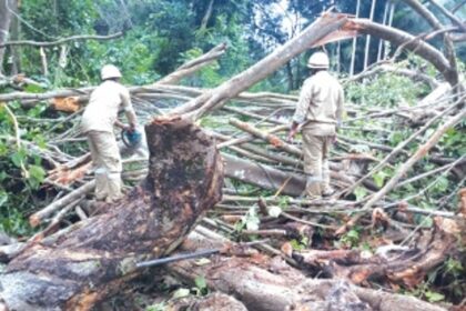 Falling tree kills woman returning from polling booth