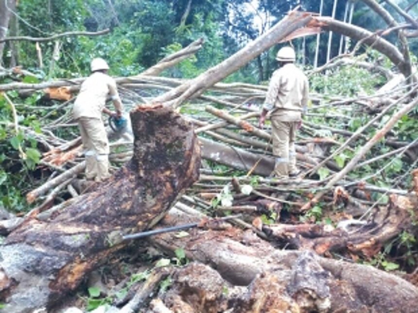Falling tree kills woman returning from polling booth 1 Falling tree kills woman returning from polling booth