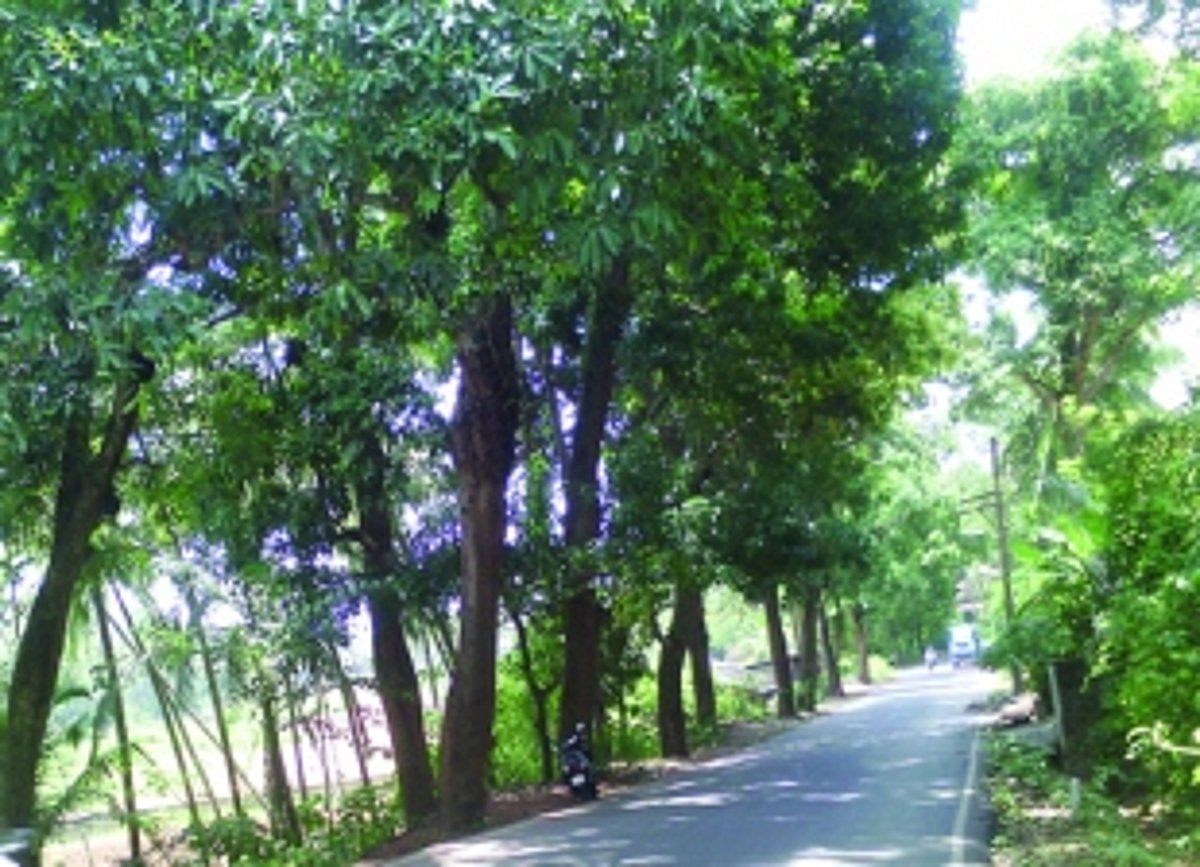 Falling trees have a CRASHING IMPACT  on lives in Ponda