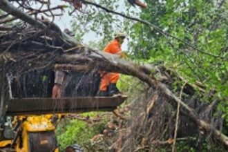 Falling trees keep fire services busy