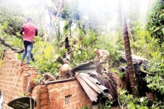 Family in Dutle-Marcaim becomes homeless as century-old huge mango tree falls on house