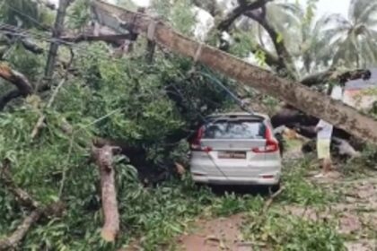 Family of 5 Narrowly Escapes Injury as Giant Mango Tree Crushes Car in Siolim