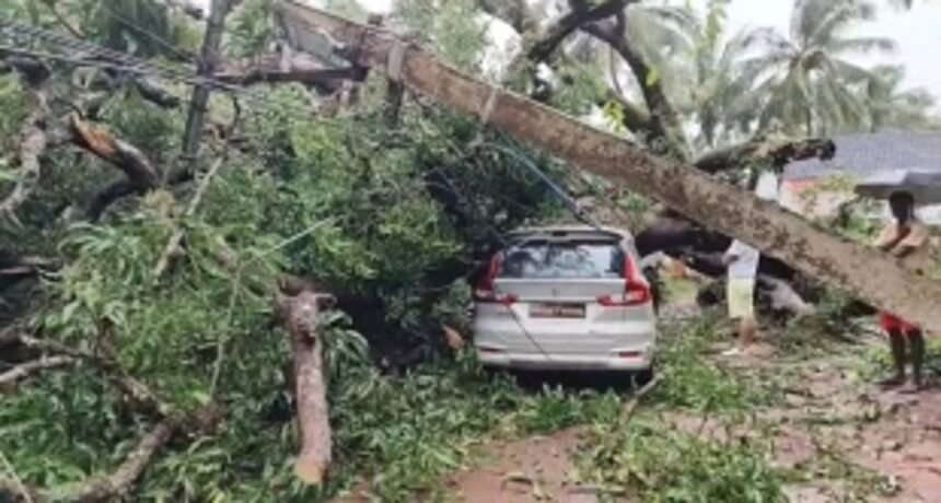 Family of 5 Narrowly Escapes Injury as Giant Mango Tree Crushes Car in Siolim
