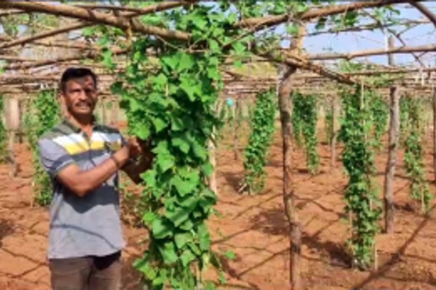 Farmer in Moira Successfully Cultivates Ivy Gourd; Advocates Protection by Local Farmers