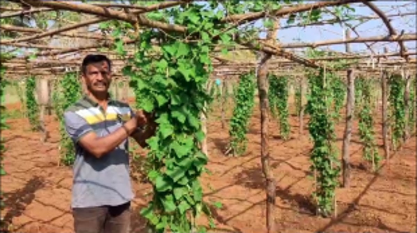 Farmer in Moira Successfully Cultivates Ivy Gourd; Advocates Protection by Local Farmers