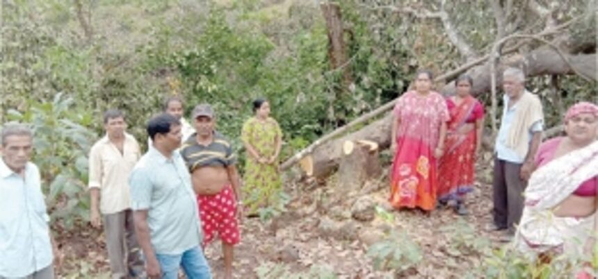 Farmer threatens suicide with family over cutting of trees in Mopa 1 Farmer threatens suicide with family over cutting of trees in Mopa