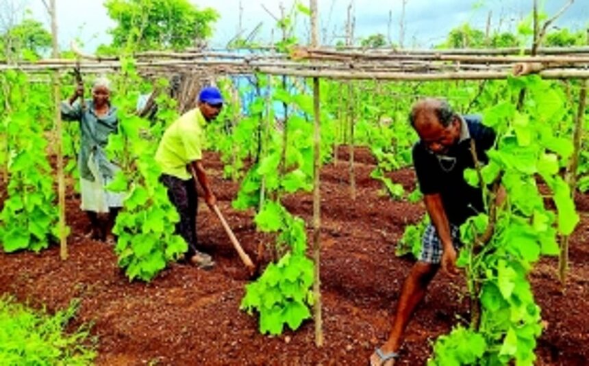 Farmers all smiles as Ponda hills, plateaus turn green; ‘monsoon veggies’ to hit markets soon 1 Farmers all smiles as Ponda hills, plateaus turn green; ‘monsoon veggies’ to hit markets soon