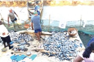 Farmers and fisherfolk elated with bumper harvest of freshwater fish from Maina fields