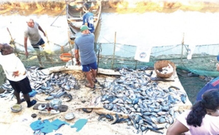 Farmers and fisherfolk elated with bumper harvest of freshwater fish from Maina fields 1 Farmers and fisherfolk elated with bumper harvest of freshwater fish from Maina fields