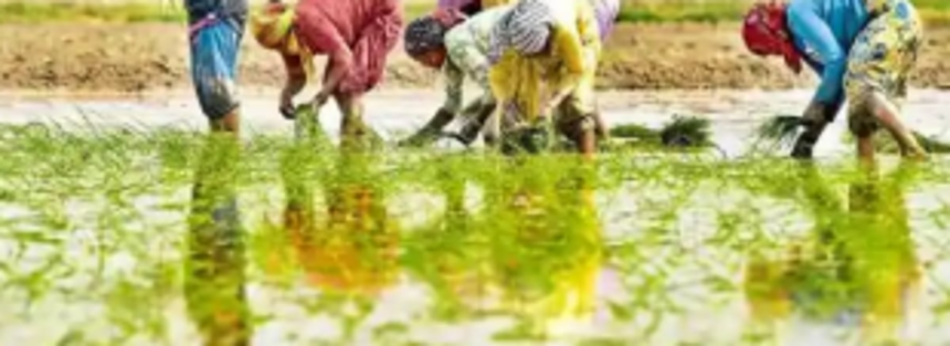 Farmers assumes absence of migrant workers will affect monsoon crop