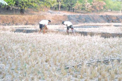 Farmers clear their field after their crops withered away due to water shortage.