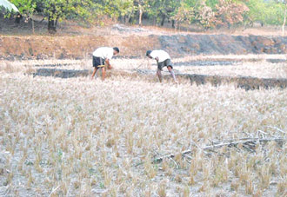 Farmers clear their field after their crops withered away due to water shortage.