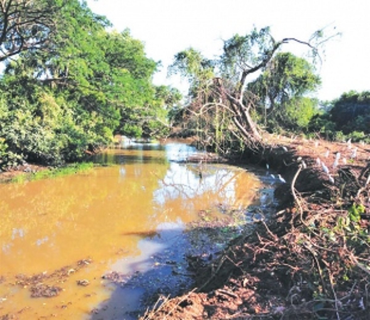 Farmers decry reckless de-silting of River Sal in Nuvem, fear collapse of bundh