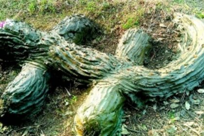 Farmers in Borim celebrate coexistence, honour legendary croc with ‘Magarichi Pooja’ on Zuari riverbank