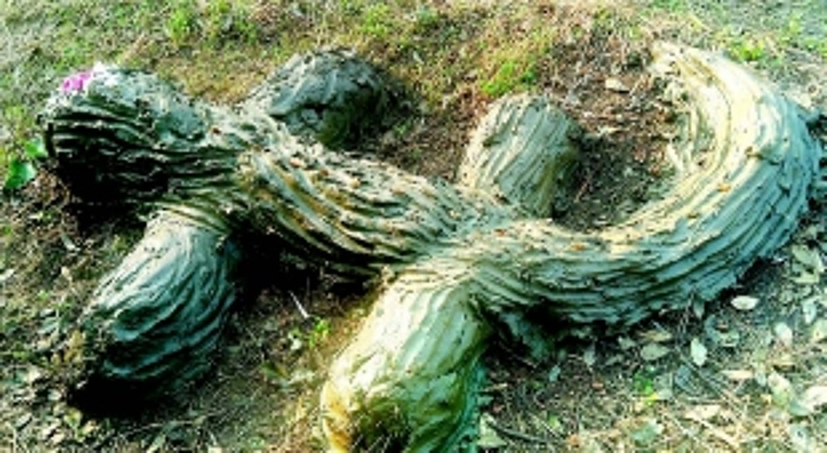 Farmers in Borim celebrate coexistence, honour legendary croc with ‘Magarichi Pooja’ on Zuari riverbank