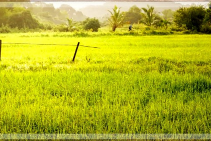 Farmers in Canacona, Pernem are upset as paddy crops are hit by unseasonable rain