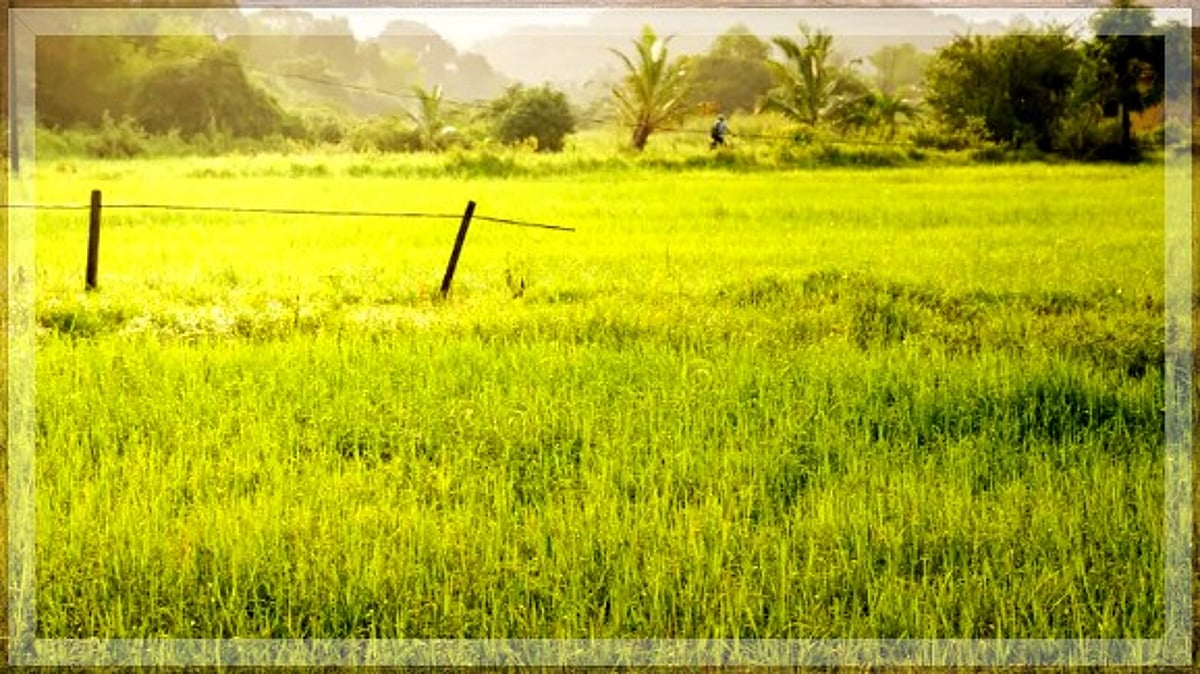 Farmers in Canacona, Pernem are upset as paddy crops are hit by unseasonable rain