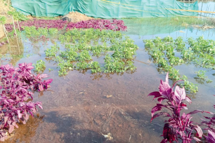 Farmers in Marcaim Struggle as Saline Water Breach Destroys Crops, Call for Urgent Repair of Century-Old Bandharas