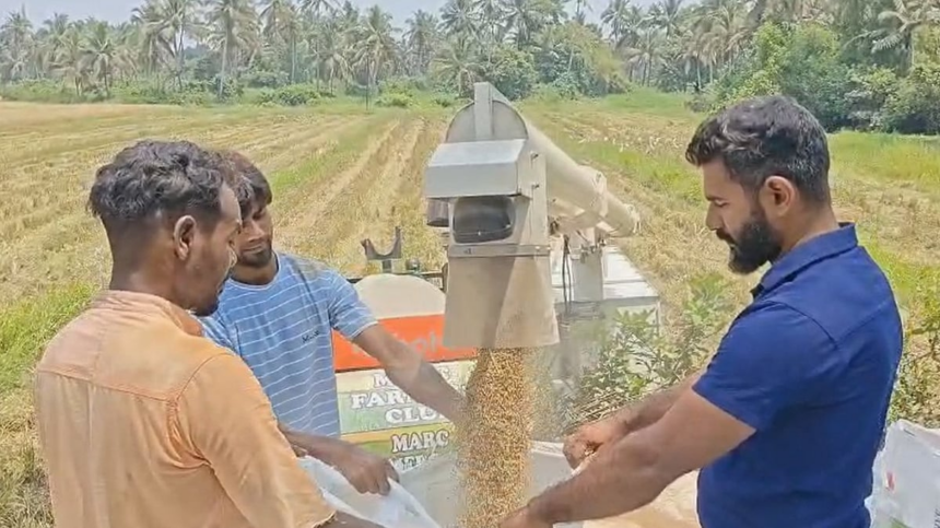 Farmers in Nuvem Celebrate Successful Harvest After Reviving Abandoned Paddy Fields 1 Farmers in Nuvem Celebrate Successful Harvest After Reviving Abandoned Paddy Fields