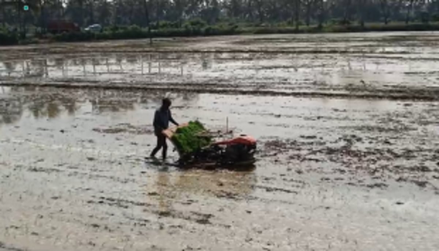 Farmers in Nuvem Take Initiative to Cultivate Fallow Lands, Promoting Environmental Rejuvenation