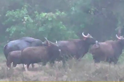 Farmers in Pernem Struggle as Bison and Wild Animals Destroy Crops
