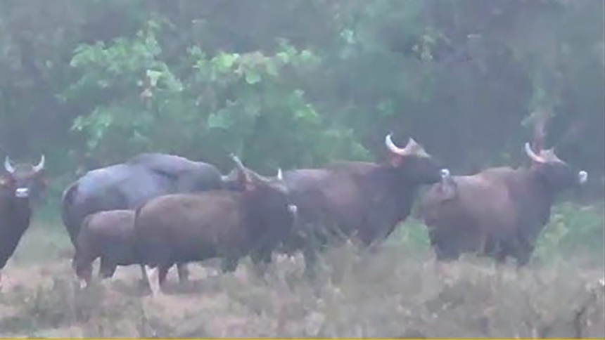 Farmers in Pernem Struggle as Bison and Wild Animals Destroy Crops 1 Farmers in Pernem Struggle as Bison and Wild Animals Destroy Crops
