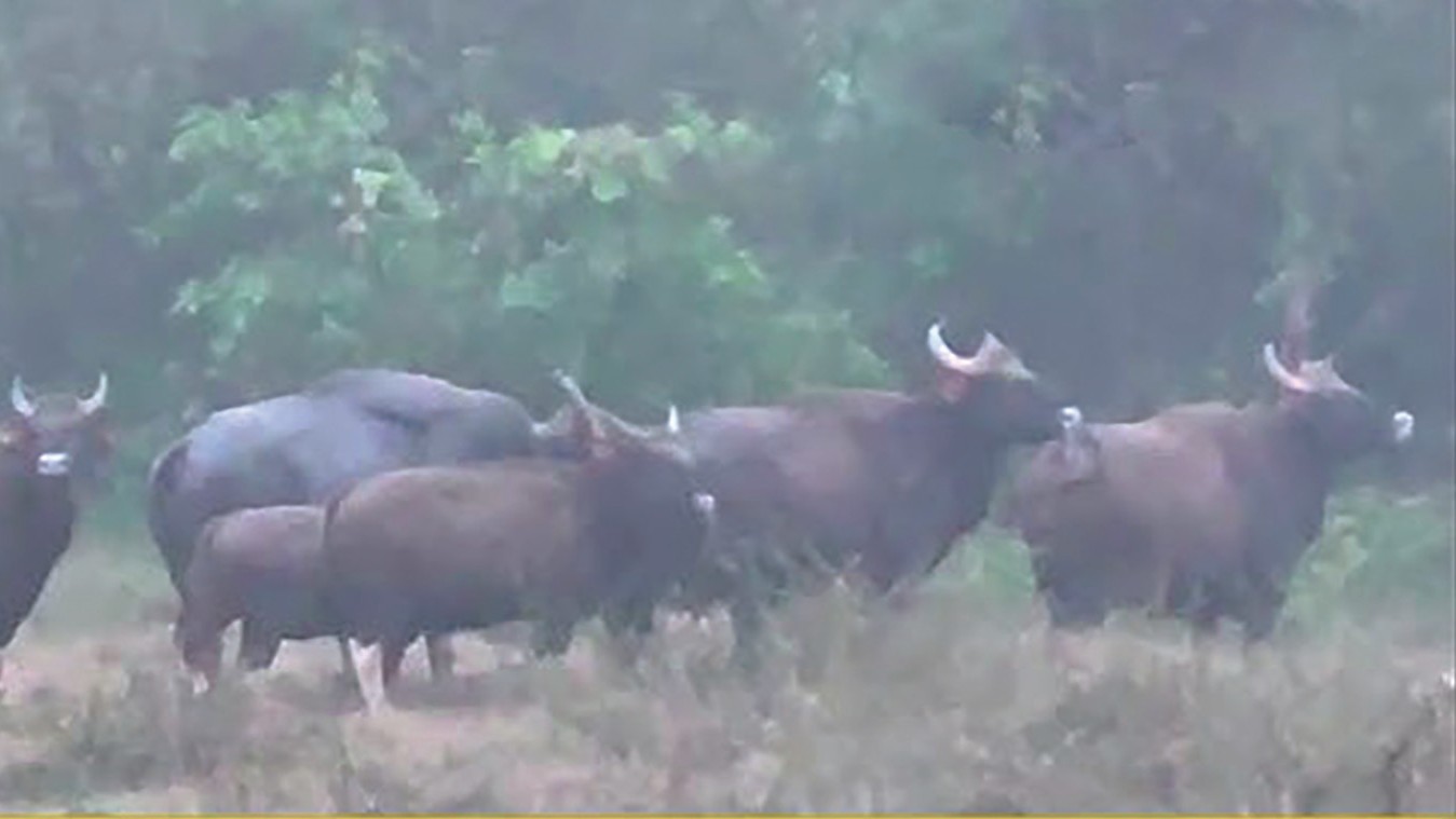 Farmers in Pernem Struggle as Bison and Wild Animals Destroy Crops