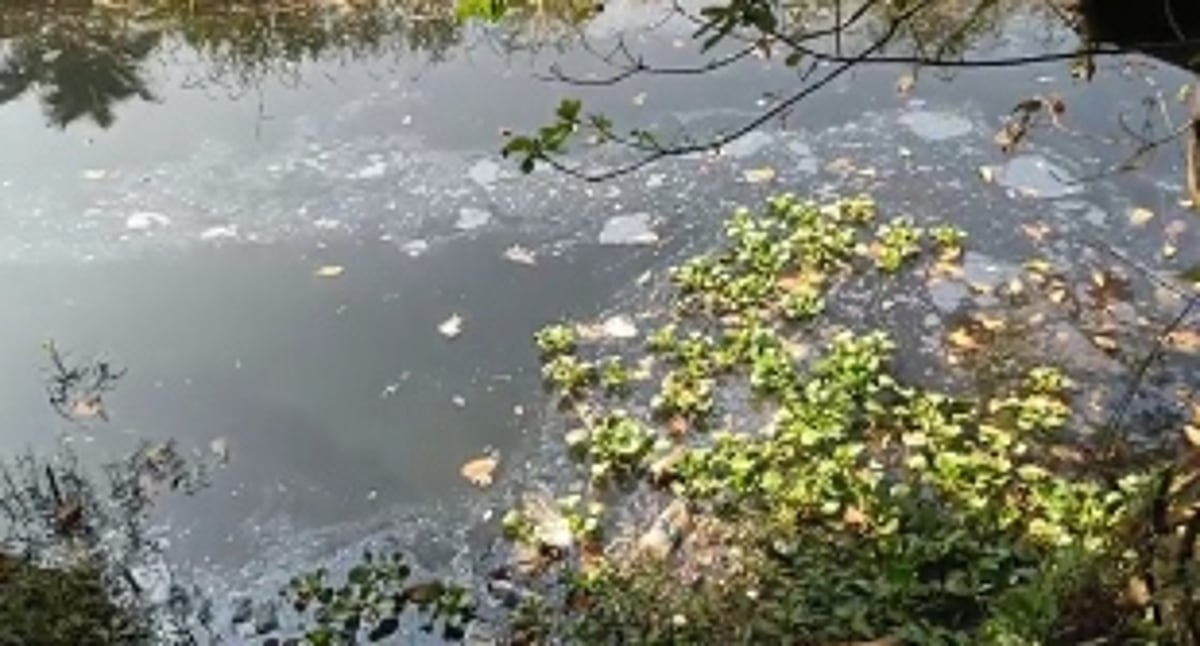 Farmers in Seraulim Face Imminent Threat as Sewage-Laden Water Endangers Agricultural Season