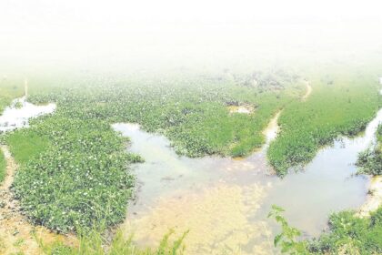 Farmers in distress as sewage pollution paralyzes cultivation in Nuvem