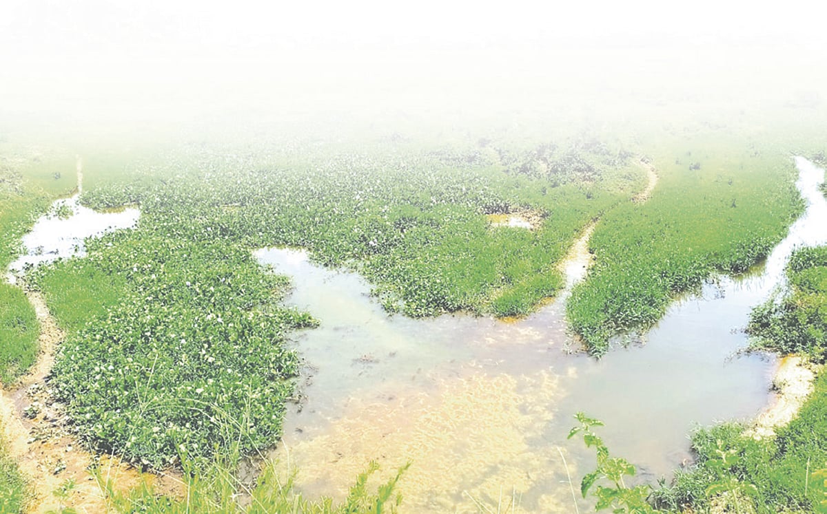 Farmers in distress as sewage pollution paralyzes cultivation in Nuvem