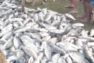 Farmers net bountiful fresh water fish from Mai-Tollem Lake