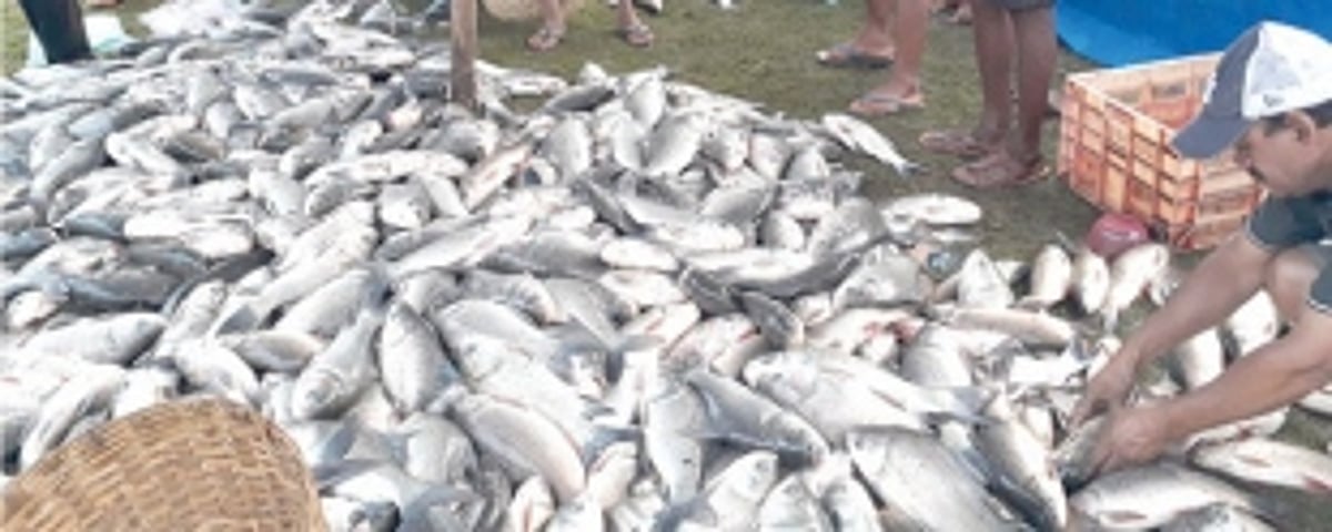 Farmers net bountiful fresh water fish from Mai-Tollem Lake