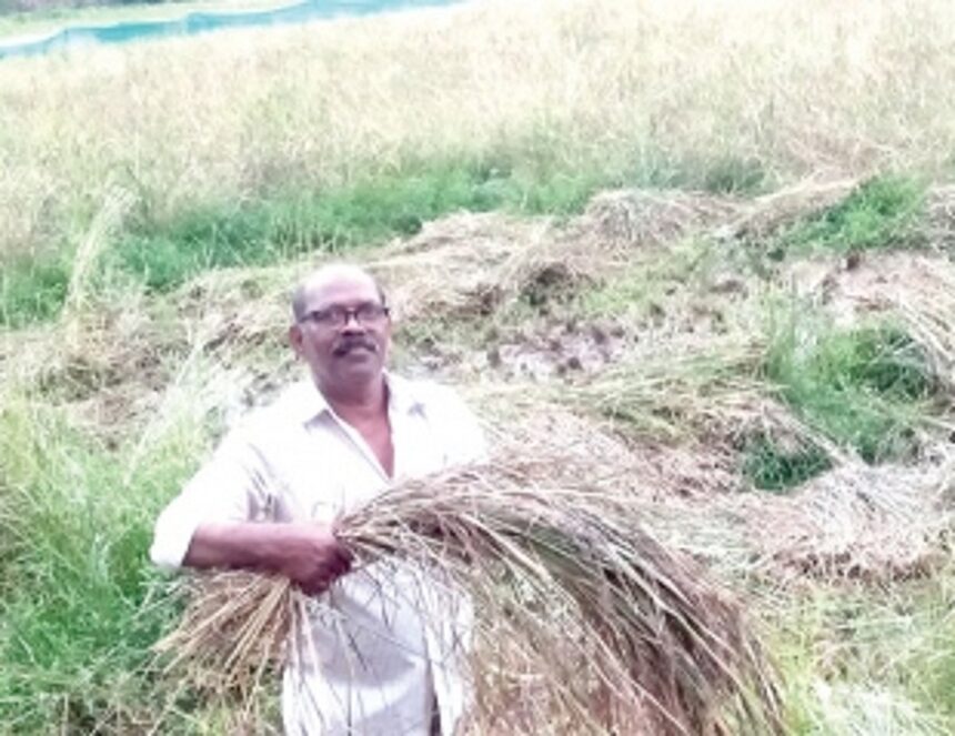 Farmers of Talaulim and Borim turn to ‘black’ to bring fallow fields back